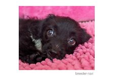 ♀︎ミックス犬