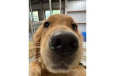 手塚幸二郎ブリーダー