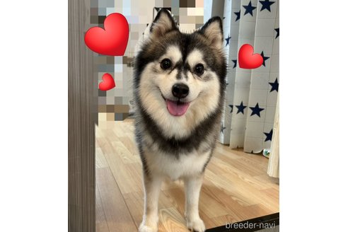 志摩三奈子ブリーダーの詳細の1枚目