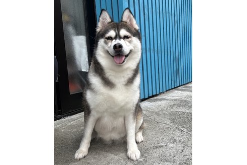 志摩三奈子ブリーダーの詳細