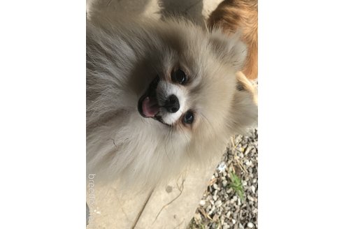 村瀬エリカブリーダーの詳細の1枚目