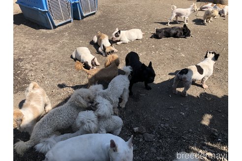 村瀬エリカブリーダーの詳細