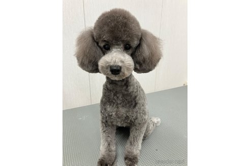 ストック生地 パグ シェルティ プードル チワワ ダックス