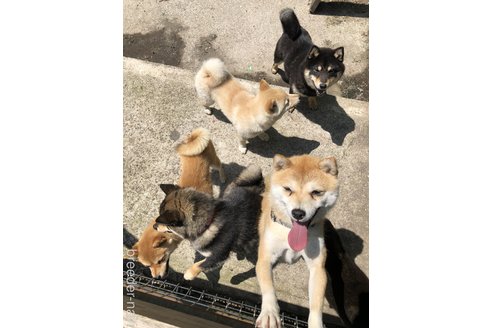 下鶴奈理亜ブリーダーの詳細