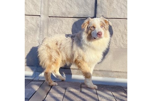 宮本愛華ブリーダーの詳細の1枚目