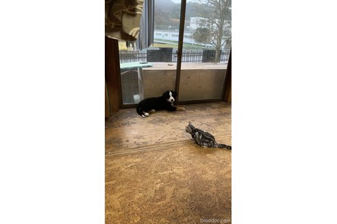 山本久美子ブリーダーの詳細