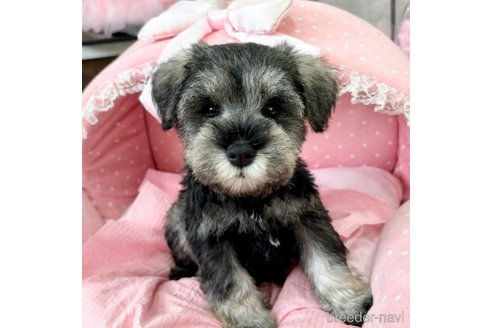 30万円〜40万円のミニチュアシュナウザーの子犬を探す（46ページ