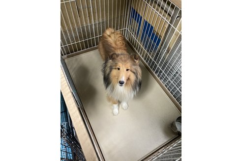 中尾裕子ブリーダーの詳細