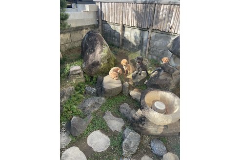 板家章三ブリーダーの詳細