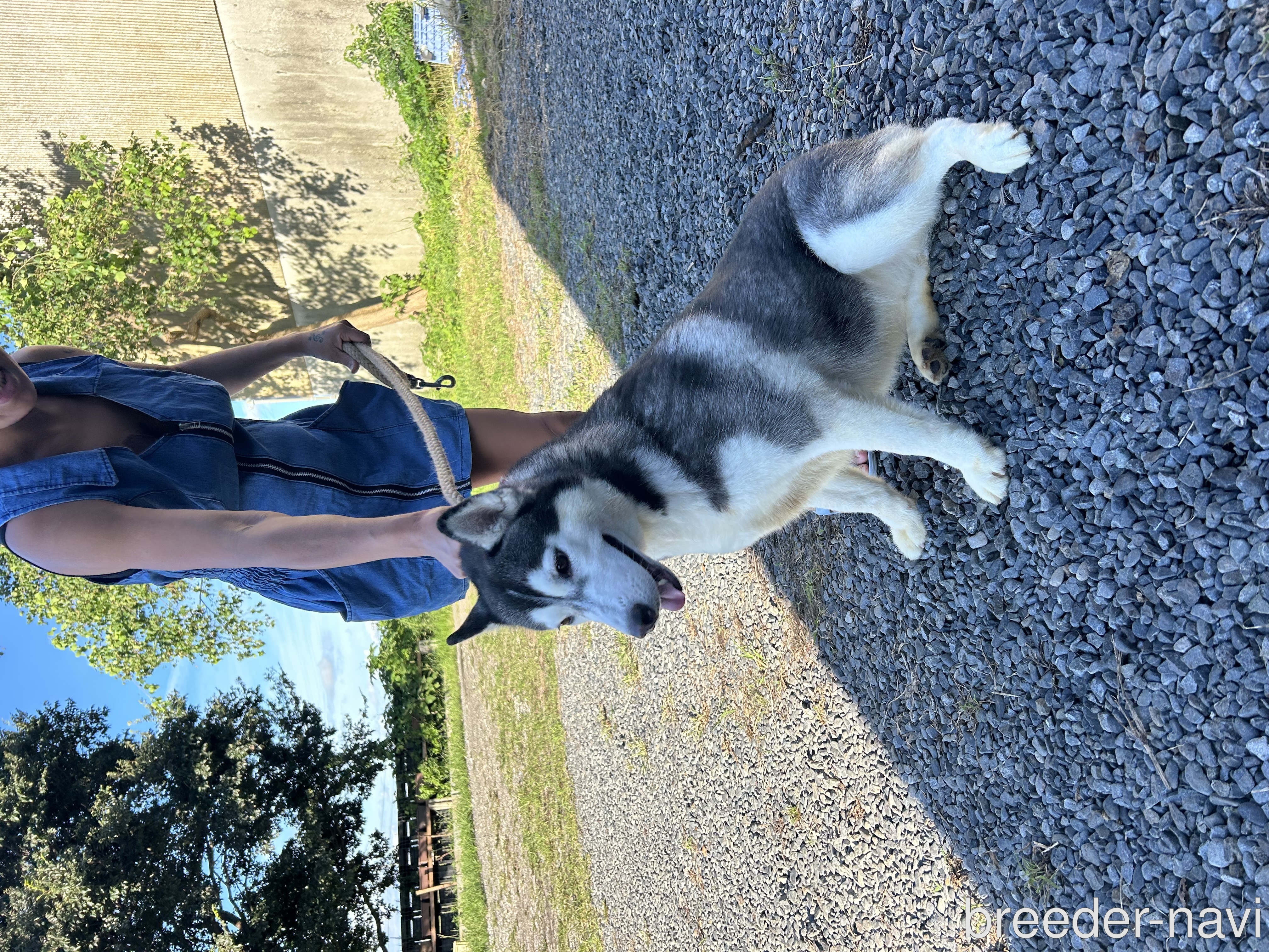 株式会社 ドッグランド