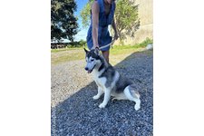 株式会社ドッグランドブリーダー