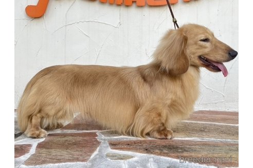 販売中のミニチュアダックスフンド(ロングヘアード)の親犬