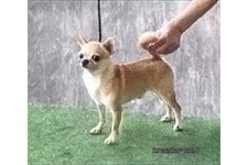 父親犬