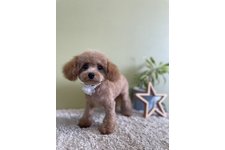 ♀︎ティーカッププードル