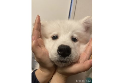 福田睦美ブリーダーの詳細