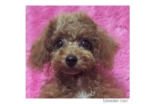 ♀︎ミックス犬