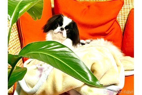 桐畑奈津未ブリーダーの詳細の1枚目