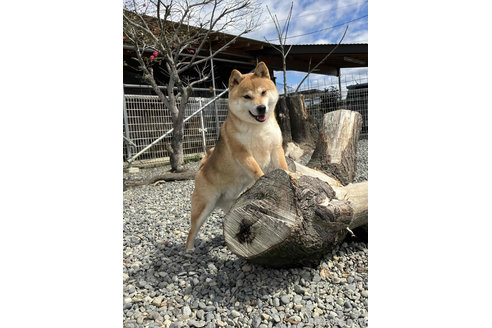 販売中の柴犬の親犬