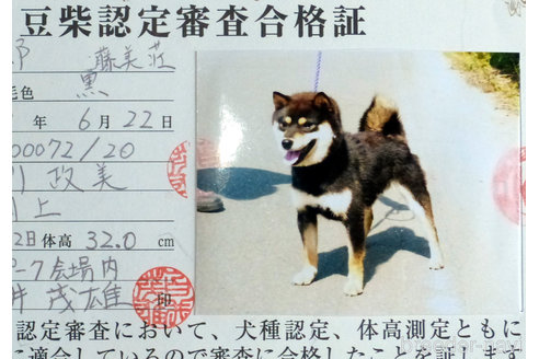 販売中の豆柴の親犬