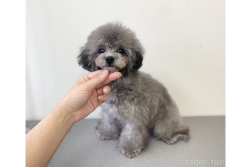 大熊みゆきブリーダーの詳細