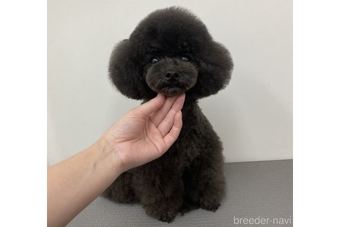 大熊みゆきブリーダーの詳細の1枚目