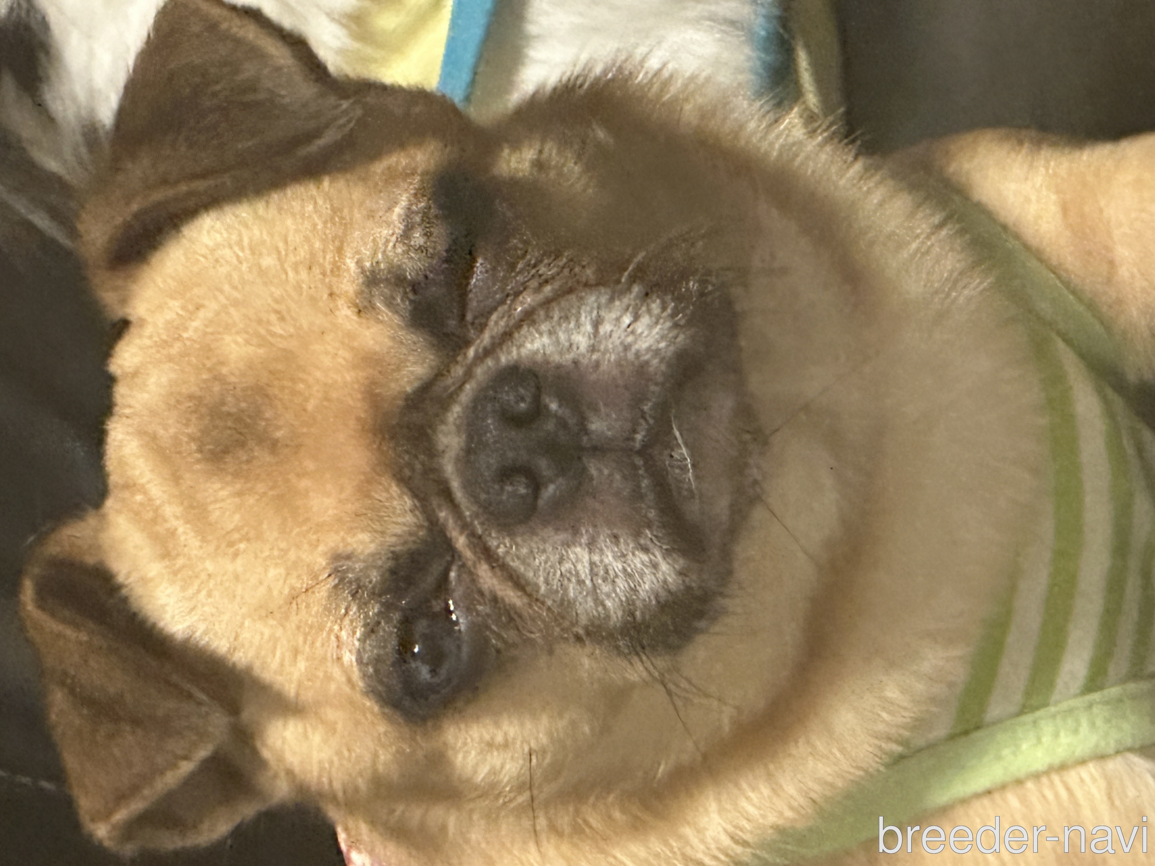 末﨑ブリーダー