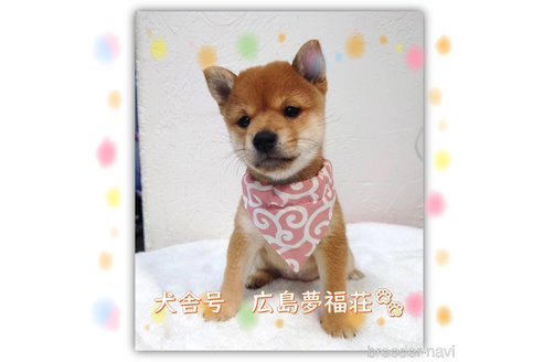 山田治美ブリーダーの詳細の1枚目