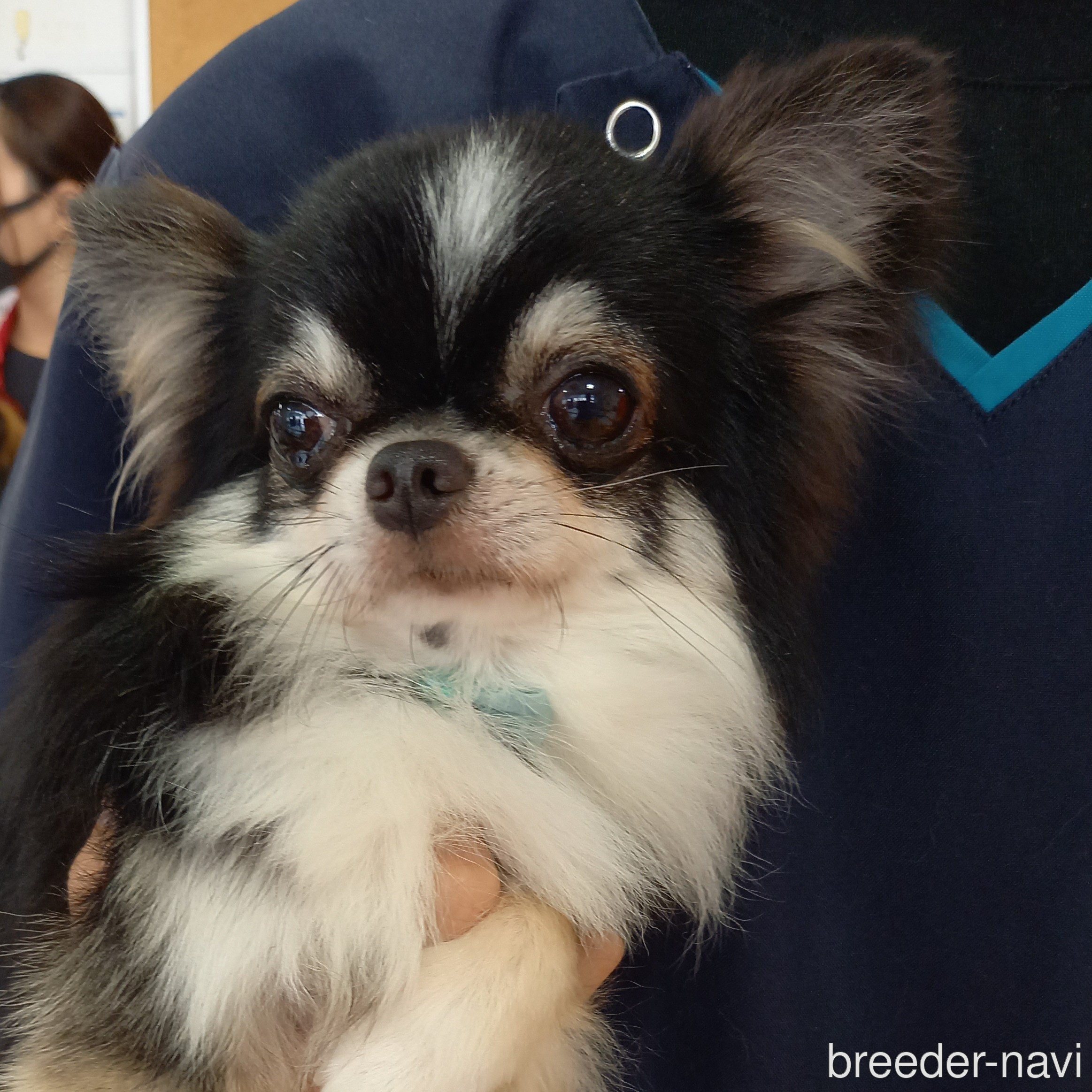 小泉ブリーダー