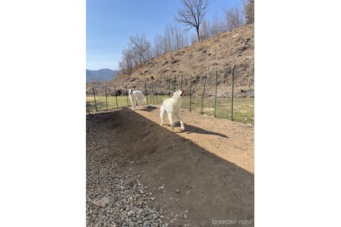平櫻いづみブリーダーの詳細