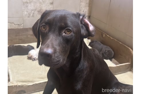 販売中のラブラドールレトリーバーの親犬