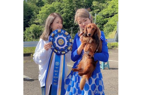 矢島陽子ブリーダーの詳細の1枚目