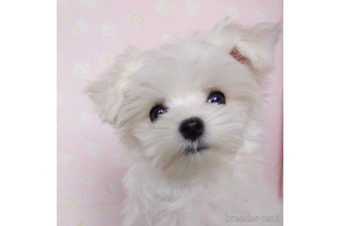 梅野美恵子ブリーダーの詳細の1枚目