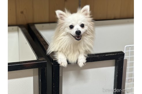 販売中のミックス犬の親犬