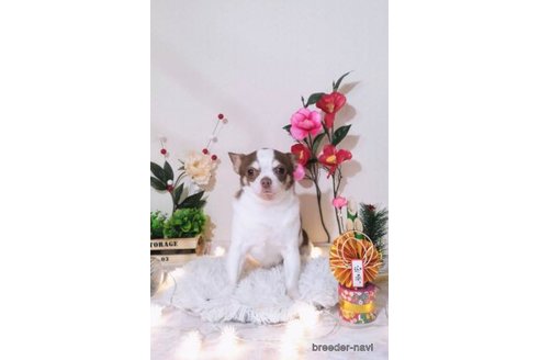 販売中のチワワ(ロングコート)の親犬