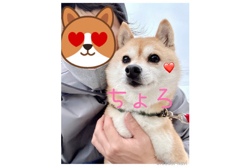 川原大貴ブリーダーの詳細