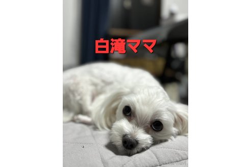 販売中のチワマル:チワワ×マルチーズの親犬