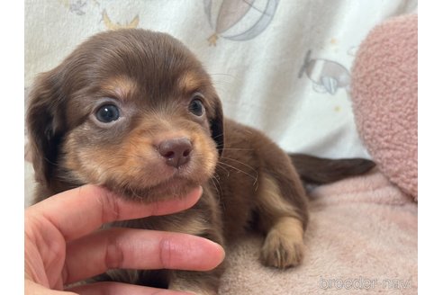 チワックス:チワワ×ミニチュアダックスフンドの子犬を探す（68