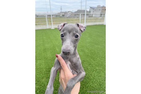 rin様　確認用　イタグレ　ブルーフォーンホワイト 群馬県でイタリアングレーハウンド(イタグレ)の子犬を探す｜ブリーダーナビ