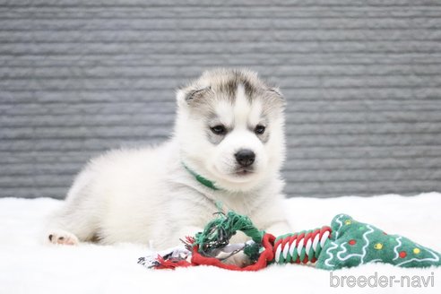Amazon | Mr.Z 1/6 サイズ シベリアン・ハスキー可愛い 滑稽 犬