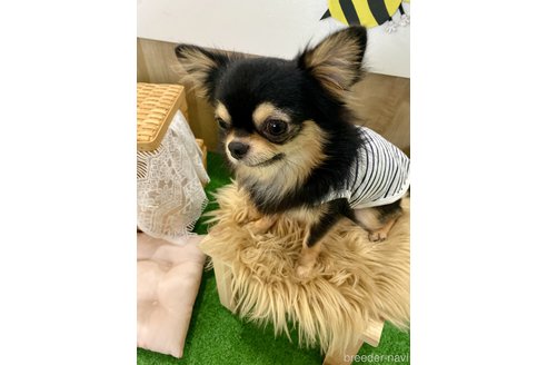 加藤田薫ブリーダーの詳細