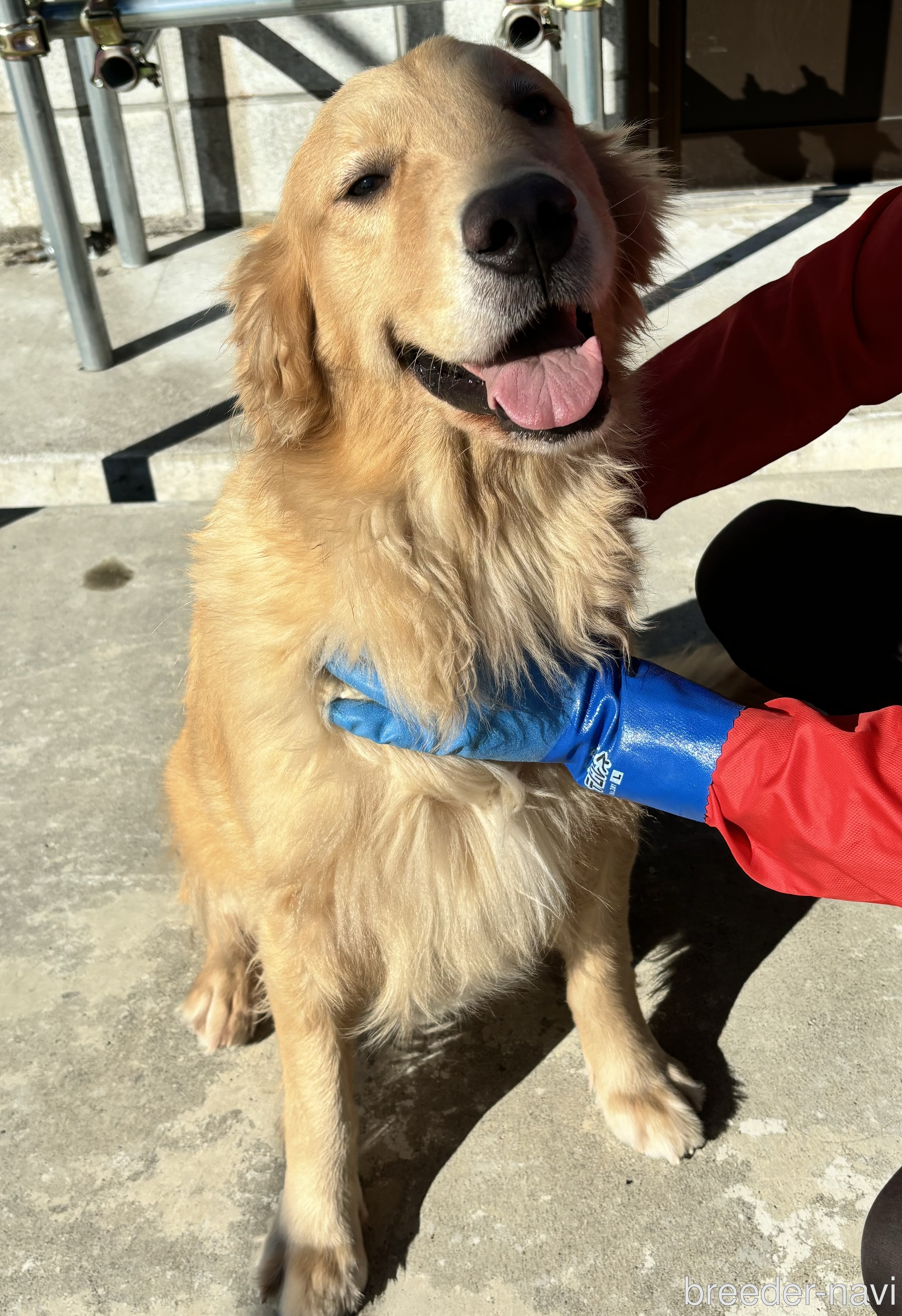 関山ブリーダー