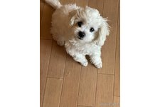 曾麗ブリーダー