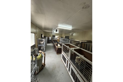 曾麗ブリーダーの詳細