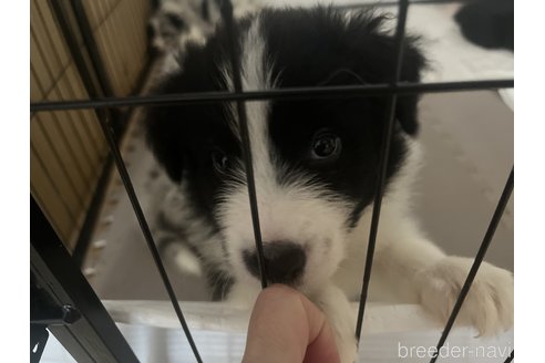 古賀伊織ブリーダーの詳細