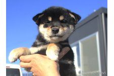 若竹智司ブリーダー