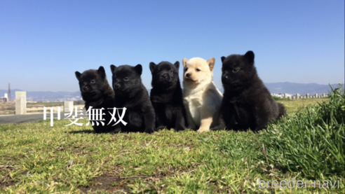 小泉昌弘ブリーダーの詳細