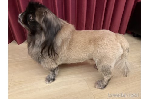 桑原衣里ブリーダーの詳細