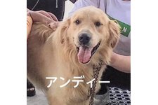 父親犬