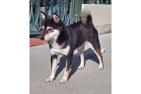 販売 約、生後6ヶ月のオスの黒の柴犬です。里親に成ってくれる