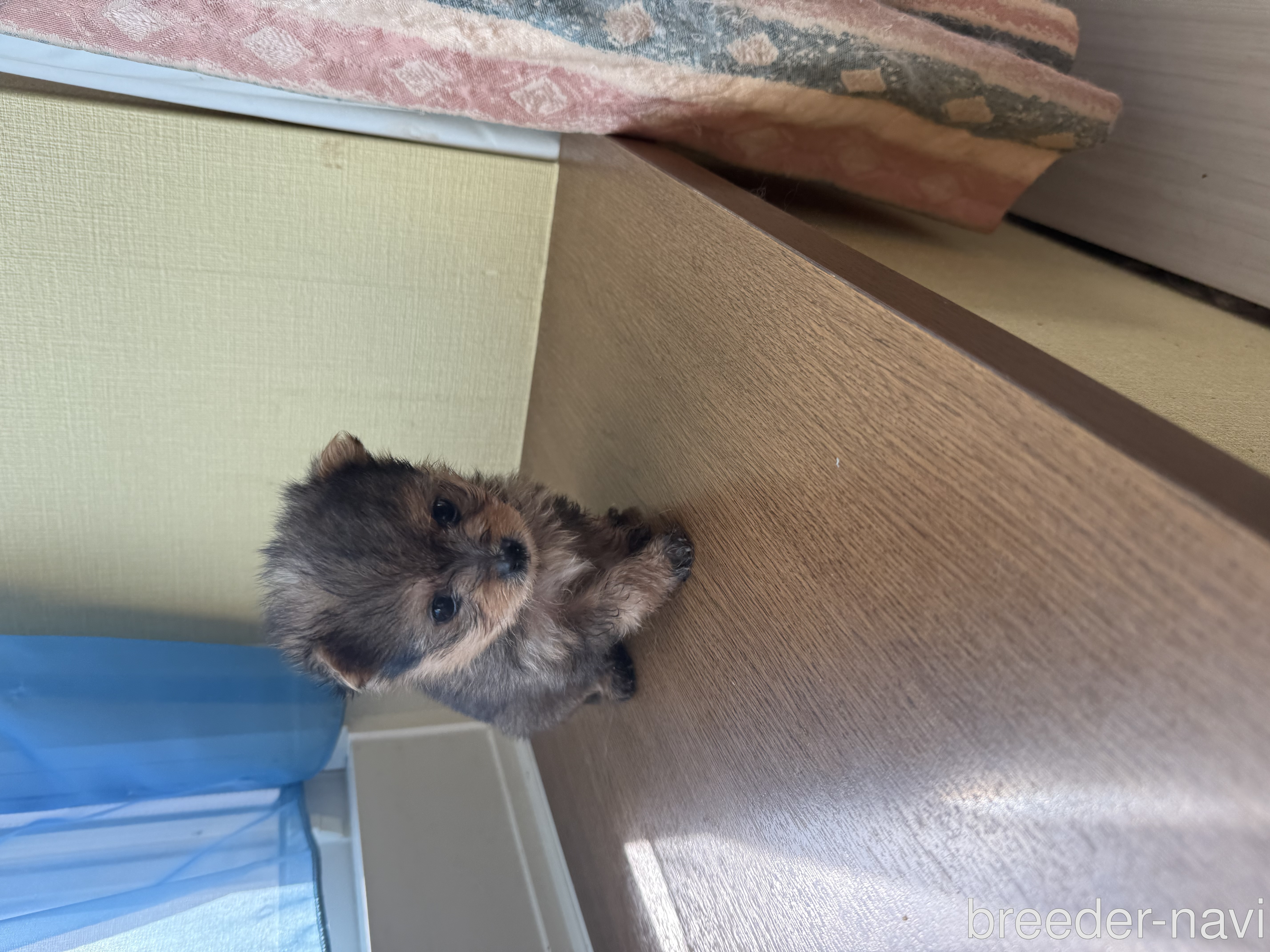 二宮ブリーダー